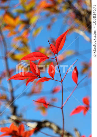 Branches and leaves of a hazel tree with bright red autumn leaves against a clear blue sky and a thicket of trees. 106834573