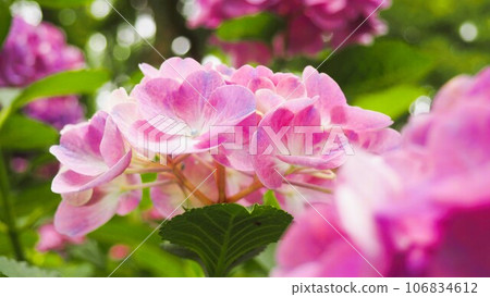 繡球花園裡的淡粉色和白色花朵 106834612