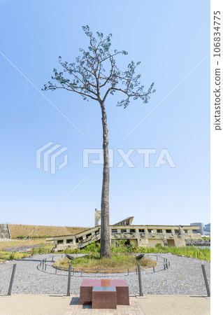 岩手縣陸前高田市高田松原海嘯重建紀念公園,地震恢復的象徵,一棵神奇的孤松樹 岩手縣陸前高田市高田松原海嘯重建紀念公園,地震恢復的象徵,一棵神奇的孤松樹 106834775