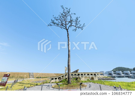 岩手縣陸前高田市高田松原海嘯重建紀念公園,地震恢復的象徵,一棵神奇的孤松樹 岩手縣陸前高田市高田松原海嘯重建紀念公園,地震恢復的象徵,一棵神奇的孤松樹 106834777