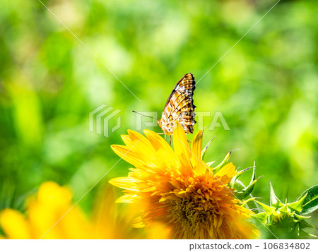 Midsummer scenery: A cute black-bellied fritillary butterfly perches on a sunflower in full bloom Midsummer scenery: A cute black-bellied fritillary butterfly perches on a sunflower in full bloom 106834802