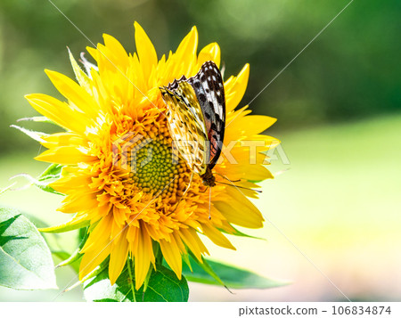 仲夏風光:可愛的黑腹貝母蝴蝶棲息在盛開的向日葵上 仲夏風光:可愛的黑腹貝母蝴蝶棲息在盛開的向日葵上 106834874