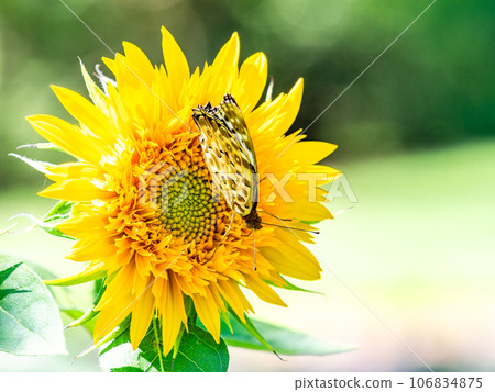 仲夏風光:可愛的黑腹貝母蝴蝶棲息在盛開的向日葵上 仲夏風光:可愛的黑腹貝母蝴蝶棲息在盛開的向日葵上 106834875