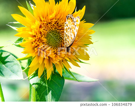 仲夏風光:可愛的黑腹貝母蝴蝶棲息在盛開的向日葵上 仲夏風光:可愛的黑腹貝母蝴蝶棲息在盛開的向日葵上 106834879