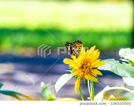 仲夏風光：可愛的黑腹貝母蝴蝶棲息在盛開的向日葵上 106835005