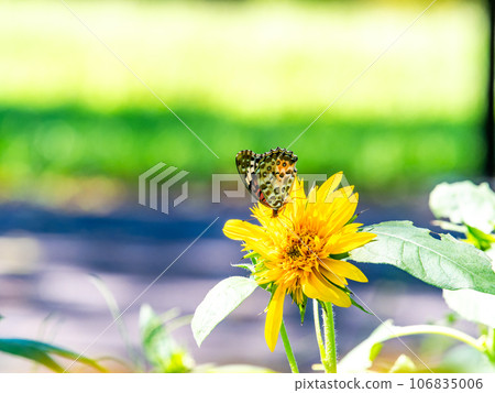 仲夏風光：可愛的黑腹貝母蝴蝶棲息在盛開的向日葵上 106835006