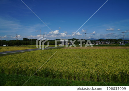 夏末的檜木神社 106835009