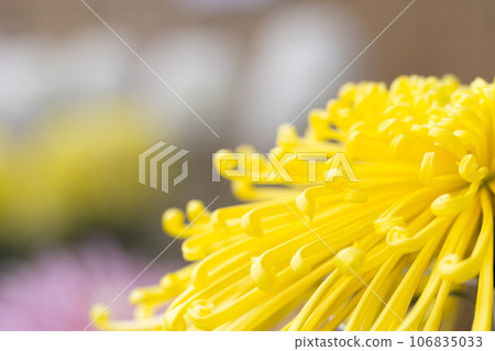 Chrysanthemums, chrysanthemums, chrysanthemum flowers, chrysanthemum season, chrysanthemums in full bloom, Japanese beauty chrysanthemums, chrysanthemums, chrysanthemum flowers, chrysanthemum season, chrysanthemums in full bloom, the beauty of Japan 106835033