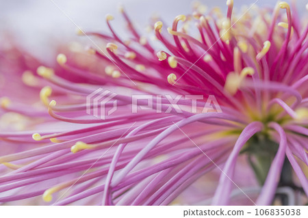 Chrysanthemums, chrysanthemums, chrysanthemum flowers, chrysanthemum season, chrysanthemums in full bloom, Japanese beauty chrysanthemums, chrysanthemums, chrysanthemum flowers, chrysanthemum season, chrysanthemums in full bloom, the beauty of Japan Chrysanthemums, chrysanthemums, chrysanthemum flowers, chrysanthemum season, chrysanthemums in full bloom, Japanese beauty chrysanthemums, chrysanthemums, chrysanthemum flowers, chrysanthemum season, chrysanthemums in full bloom, the beauty of Japan 106835038