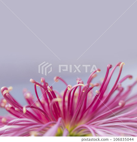 Chrysanthemums, chrysanthemums, chrysanthemum flowers, chrysanthemum season, chrysanthemums in full bloom, Japanese beauty chrysanthemums, chrysanthemums, chrysanthemum flowers, chrysanthemum season, chrysanthemums in full bloom, the beauty of Japan 106835044