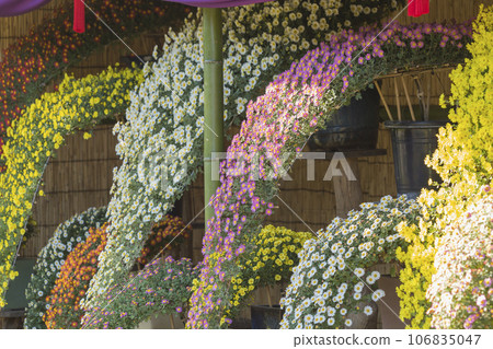 Chrysanthemums, chrysanthemums, chrysanthemum flowers, chrysanthemum season, chrysanthemums in full bloom, Japanese beauty chrysanthemums, chrysanthemums, chrysanthemum flowers, chrysanthemum season, chrysanthemums in full bloom, the beauty of Japan 106835047