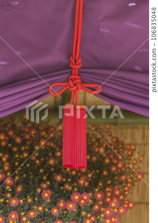 Chrysanthemums, chrysanthemums, chrysanthemum flowers, chrysanthemum season, chrysanthemums in full bloom, Japanese beauty chrysanthemums, chrysanthemums, chrysanthemum flowers, chrysanthemum season, chrysanthemums in full bloom, the beauty of Japan 106835048