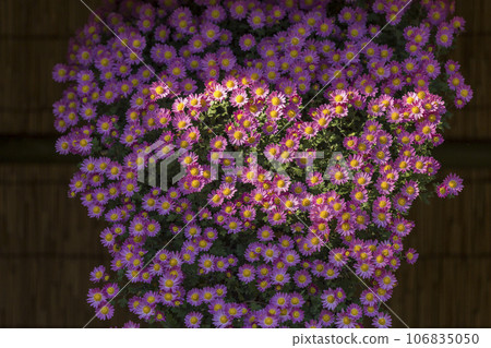 Chrysanthemums, chrysanthemums, chrysanthemum flowers, chrysanthemum season, chrysanthemums in full bloom, Japanese beauty chrysanthemums, chrysanthemums, chrysanthemum flowers, chrysanthemum season, chrysanthemums in full bloom, the beauty of Japan 106835050