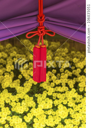 Chrysanthemums, chrysanthemums, chrysanthemum flowers, chrysanthemum season, chrysanthemums in full bloom, Japanese beauty chrysanthemums, chrysanthemums, chrysanthemum flowers, chrysanthemum season, chrysanthemums in full bloom, the beauty of Japan Chrysanthemums, chrysanthemums, chrysanthemum flowers, chrysanthemum season, chrysanthemums in full bloom, Japanese beauty chrysanthemums, chrysanthemums, chrysanthemum flowers, chrysanthemum season, chrysanthemums in full bloom, the beauty of Japan 106835051