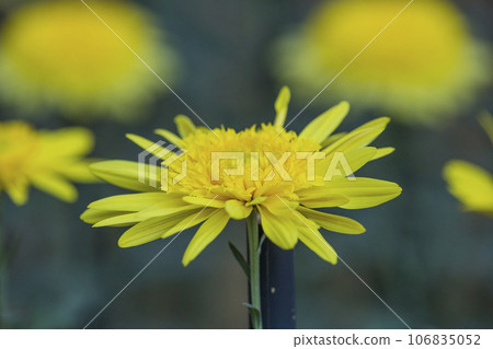 Chrysanthemums, chrysanthemums, chrysanthemum flowers, chrysanthemum season, chrysanthemums in full bloom, Japanese beauty chrysanthemums, chrysanthemums, chrysanthemum flowers, chrysanthemum season, chrysanthemums in full bloom, the beauty of Japan 106835052