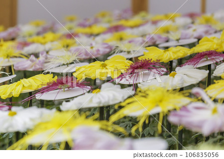 Chrysanthemums, chrysanthemums, chrysanthemum flowers, chrysanthemum season, chrysanthemums in full bloom, Japanese beauty chrysanthemums, chrysanthemums, chrysanthemum flowers, chrysanthemum season, chrysanthemums in full bloom, the beauty of Japan Chrysanthemums, chrysanthemums, chrysanthemum flowers, chrysanthemum season, chrysanthemums in full bloom, Japanese beauty chrysanthemums, chrysanthemums, chrysanthemum flowers, chrysanthemum season, chrysanthemums in full bloom, the beauty of Japan 106835056