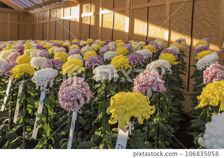Chrysanthemums, chrysanthemums, chrysanthemum flowers, chrysanthemum season, chrysanthemums in full bloom, Japanese beauty chrysanthemums, chrysanthemums, chrysanthemum flowers, chrysanthemum season, chrysanthemums in full bloom, the beauty of Japan 106835058