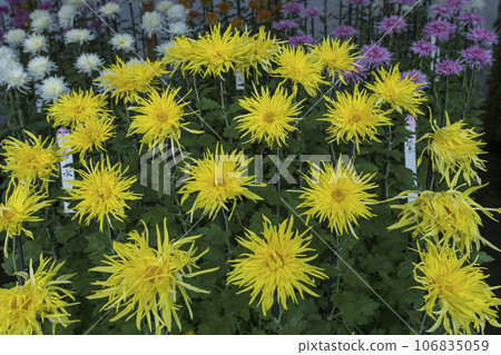 Chrysanthemums, chrysanthemums, chrysanthemum flowers, chrysanthemum season, chrysanthemums in full bloom, Japanese beauty chrysanthemums, chrysanthemums, chrysanthemum flowers, chrysanthemum season, chrysanthemums in full bloom, the beauty of Japan Chrysanthemums, chrysanthemums, chrysanthemum flowers, chrysanthemum season, chrysanthemums in full bloom, Japanese beauty chrysanthemums, chrysanthemums, chrysanthemum flowers, chrysanthemum season, chrysanthemums in full bloom, the beauty of Japan 106835059