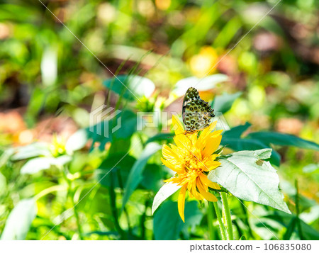 Midsummer scenery: A cute black-bellied fritillary butterfly perches on a sunflower in full bloom 106835080