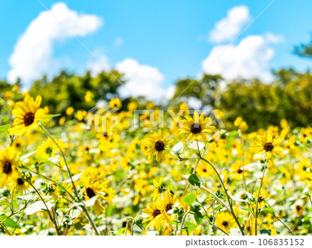 Midsummer tradition, sunflowers in full bloom Midsummer tradition, sunflowers in full bloom 106835152