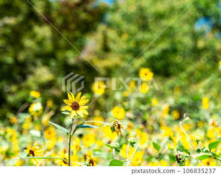 Midsummer tradition, sunflowers in full bloom Midsummer tradition, sunflowers in full bloom 106835237