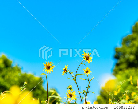 Midsummer tradition, sunflowers in full bloom Midsummer tradition, sunflowers in full bloom 106835238