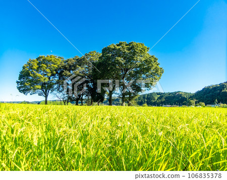 盛夏的清新景色:鄉村的大樹和熟透的稻子 盛夏的清新景色:鄉村的大樹和熟透的稻子 106835378