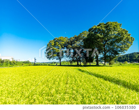 A refreshing view of midsummer: a large tree and heavily ripened rice in the countryside A refreshing view of midsummer: a large tree and heavily ripened rice in the countryside 106835380