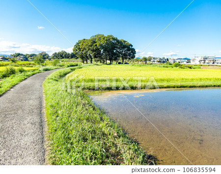 夏末的農家風光:稻穗熟得熟 夏末的農家風光:稻穗熟得熟 106835594