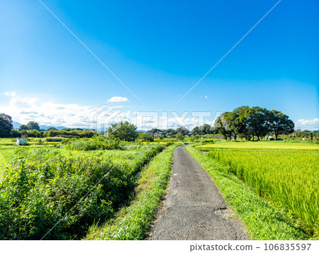 Agricultural scenery in late summer: ears of rice ripening heavily Agricultural scenery in late summer: ears of rice ripening heavily 106835597