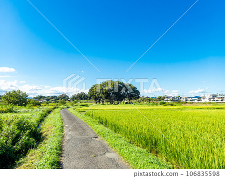 Agricultural scenery in late summer: ears of rice ripening heavily 106835598