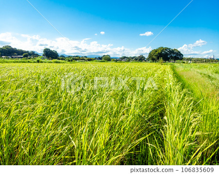 Agricultural scenery in late summer: ears of rice ripening heavily Agricultural scenery in late summer: ears of rice ripening heavily 106835609