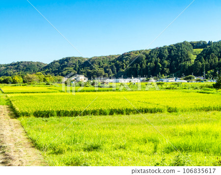 Agricultural scenery in late summer: ears of rice ripening heavily Agricultural scenery in late summer: ears of rice ripening heavily 106835617