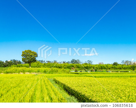 夏末的農家風光:稻穗熟得熟 夏末的農家風光:稻穗熟得熟 106835618
