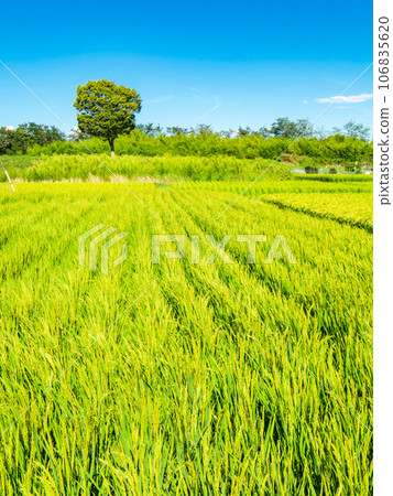 Agricultural scenery in late summer: ears of rice ripening heavily 106835620