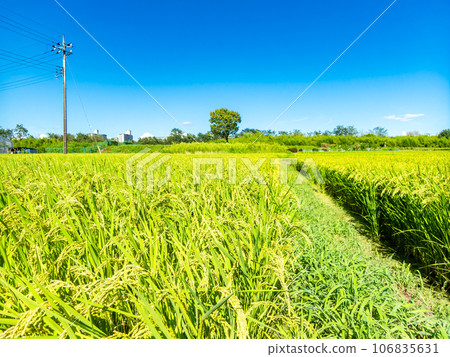 夏末的農家風光:稻穗熟得熟 夏末的農家風光:稻穗熟得熟 106835631