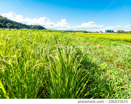 夏末的農家風光:稻穗熟得熟 夏末的農家風光:稻穗熟得熟 106835635