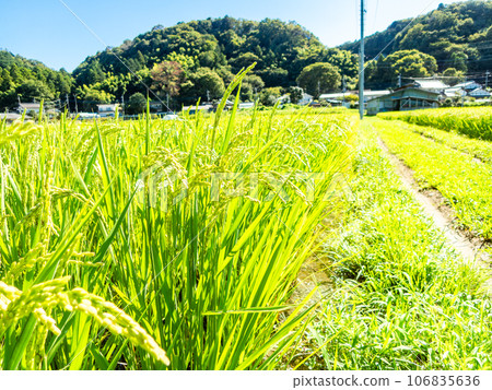 夏末的農家風光:稻穗熟得熟 夏末的農家風光:稻穗熟得熟 106835636
