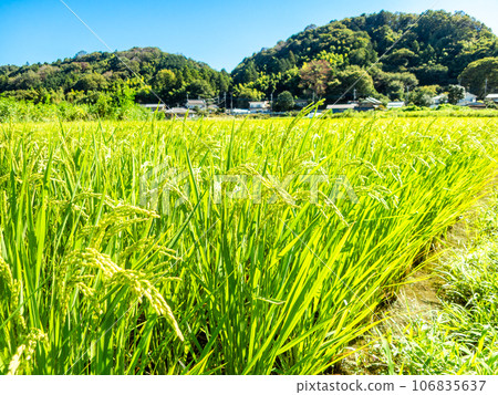 夏末的農家風光:稻穗熟得熟 夏末的農家風光:稻穗熟得熟 106835637