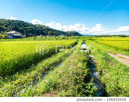 夏末的農家風光:稻穗熟得熟 夏末的農家風光:稻穗熟得熟 106835638