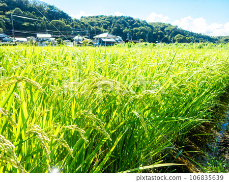 夏末的農家風光:稻穗熟得熟 夏末的農家風光:稻穗熟得熟 106835639