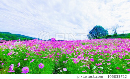 鹿兒島縣和泉市高原上的夢幻宇宙 106835712