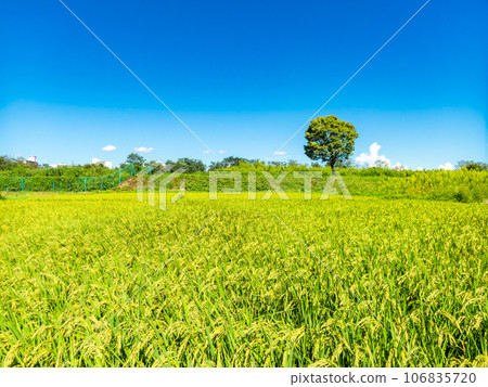 Agricultural scenery in late summer: ears of rice ripening heavily 106835720