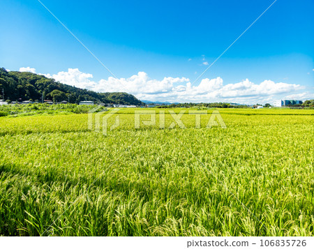 夏末的農家風光:稻穗熟得熟 夏末的農家風光:稻穗熟得熟 106835726