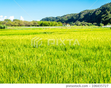 夏末的農家風光:稻穗熟得熟 夏末的農家風光:稻穗熟得熟 106835727