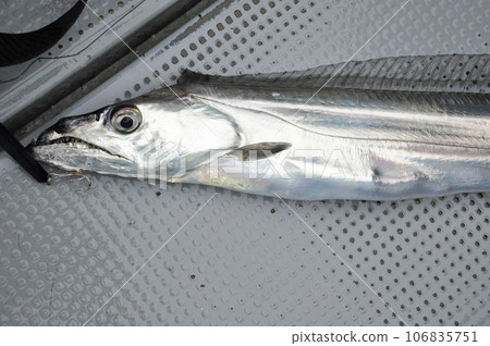 freshly caught hairtail 106835751