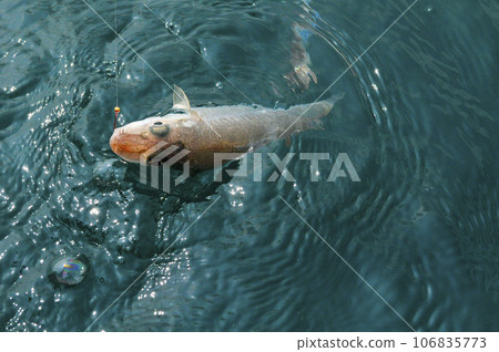 Shirogis floating on the sea surface Shirogis floating on the sea surface 106835773