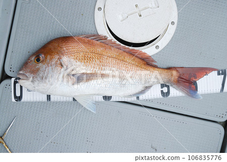 大紅鯛魚 大紅鯛魚 106835776