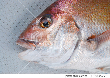 捕獲的紅鯛魚的臉部特寫 捕獲的紅鯛魚的臉部特寫 106835778