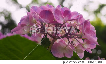 繡球花園裡的淺紫色花朵 繡球花園裡的淺紫色花朵 106835809